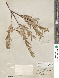 Salix lasiolepis var. bracelinae image