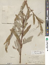 Salix lasiolepis var. bracelinae image