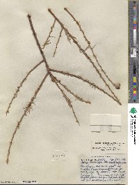 Salix lasiolepis var. bracelinae image