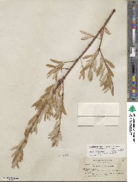 Salix lasiolepis var. bracelinae image