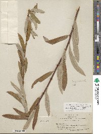 Salix lasiolepis var. bracelinae image