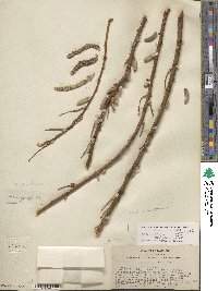 Salix lasiolepis var. bracelinae image