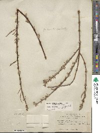 Salix lasiolepis var. bracelinae image