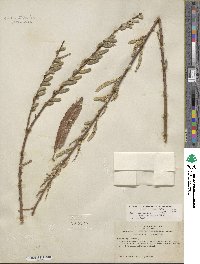 Salix lasiolepis var. bracelinae image