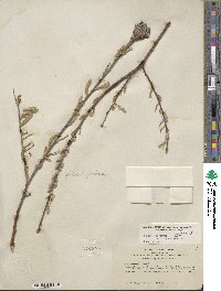 Salix lasiolepis var. bracelinae image