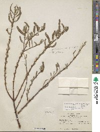 Salix lasiolepis var. bracelinae image