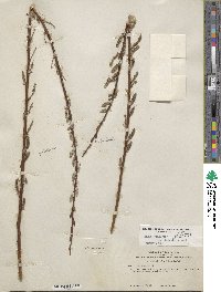 Salix lasiolepis var. bracelinae image