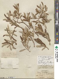 Salix lasiolepis var. bracelinae image