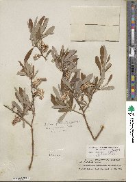 Salix lasiolepis var. bracelinae image