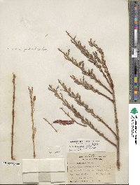 Salix lasiolepis var. bracelinae image