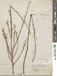 Salix lasiolepis var. bracelinae image