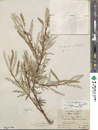 Salix lasiolepis var. bracelinae image