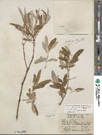 Salix lasiolepis var. bracelinae image