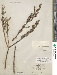 Salix lasiolepis var. bracelinae image