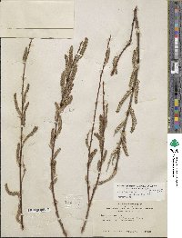 Salix lasiolepis var. bracelinae image