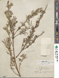 Salix lasiolepis var. bracelinae image