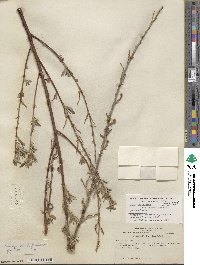 Salix lasiolepis var. bracelinae image