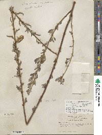 Salix lasiolepis var. bracelinae image