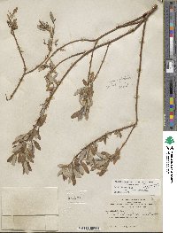 Salix lasiolepis var. bracelinae image