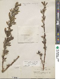 Salix lasiolepis var. bracelinae image