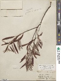 Salix lasiolepis var. bracelinae image