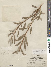 Salix lasiolepis var. bracelinae image