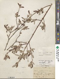 Salix lasiolepis var. bracelinae image