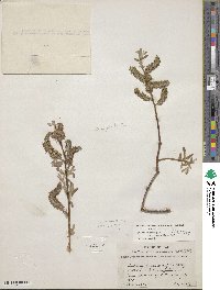 Salix lasiolepis var. bracelinae image