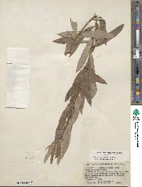 Salix lasiolepis var. bracelinae image