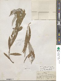 Salix lasiolepis var. bracelinae image