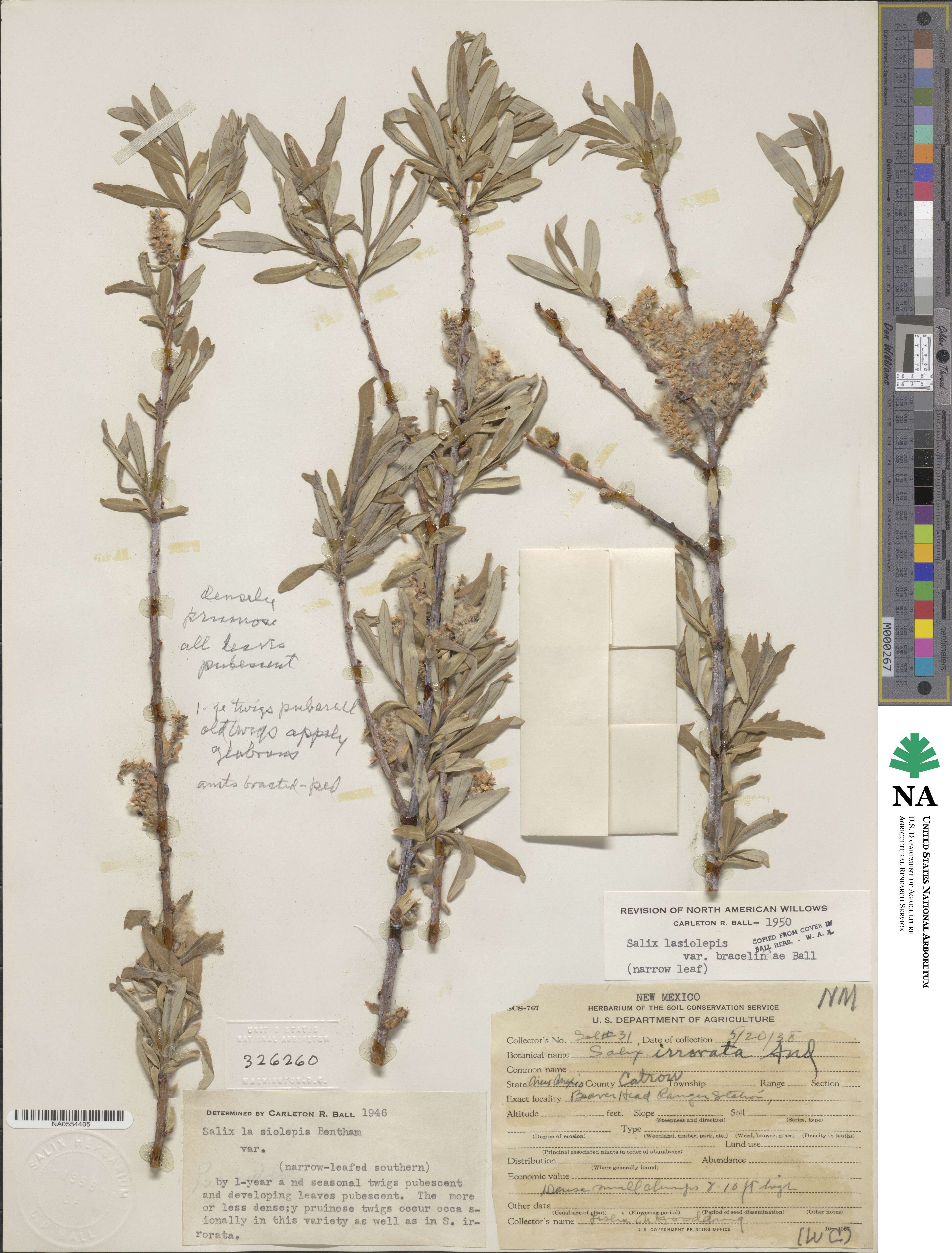 Salix lasiolepis var. bracelinae image