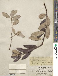 Salix lasiolepis var. sandbergii image