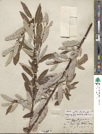 Salix lasiolepis var. sandbergii image