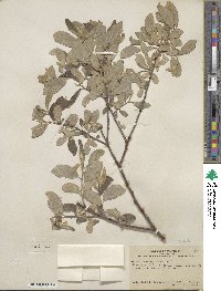 Salix lasiolepis var. sandbergii image