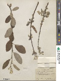 Salix lasiolepis var. sandbergii image