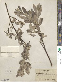 Salix lasiolepis var. sandbergii image