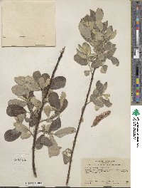 Salix lasiolepis var. sandbergii image