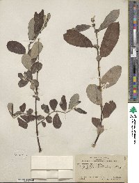 Salix lasiolepis var. sandbergii image