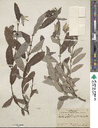 Salix lasiolepis var. sandbergii image