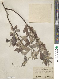 Salix lasiolepis var. sandbergii image