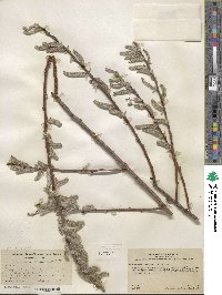 Salix lasiolepis var. sandbergii image