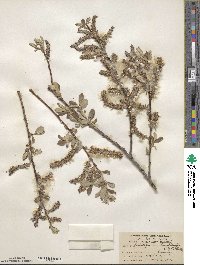 Salix lasiolepis var. sandbergii image