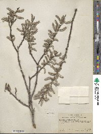 Salix lasiolepis var. sandbergii image