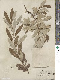 Salix lasiolepis var. sandbergii image