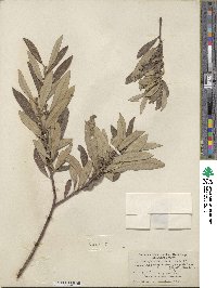 Salix lasiolepis var. sandbergii image