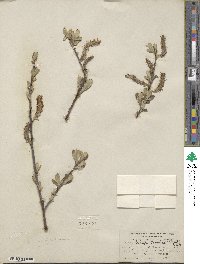 Salix lasiolepis var. sandbergii image