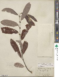 Salix lasiolepis var. sandbergii image