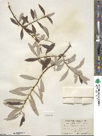 Salix lasiolepis var. sandbergii image