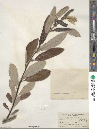 Salix lasiolepis var. sandbergii image