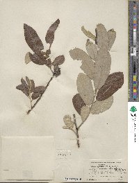 Salix lasiolepis var. sandbergii image